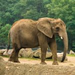 Delhi Zoo’s African elephant Shankar (wikipedia)