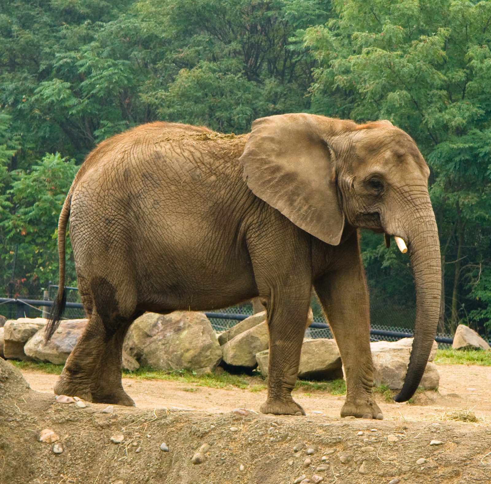 Delhi Zoo’s African elephant Shankar (wikipedia)