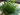 Neem uses