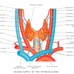 location of the thyroid gland in the human neck