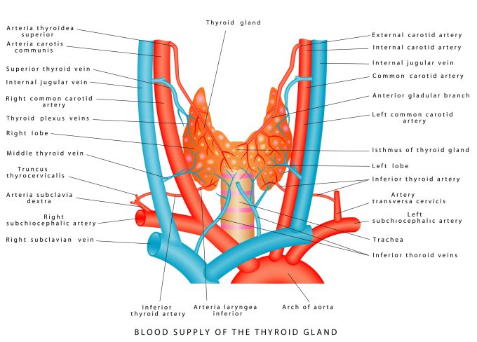 location of the thyroid gland in the human neck
