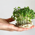 microgreens