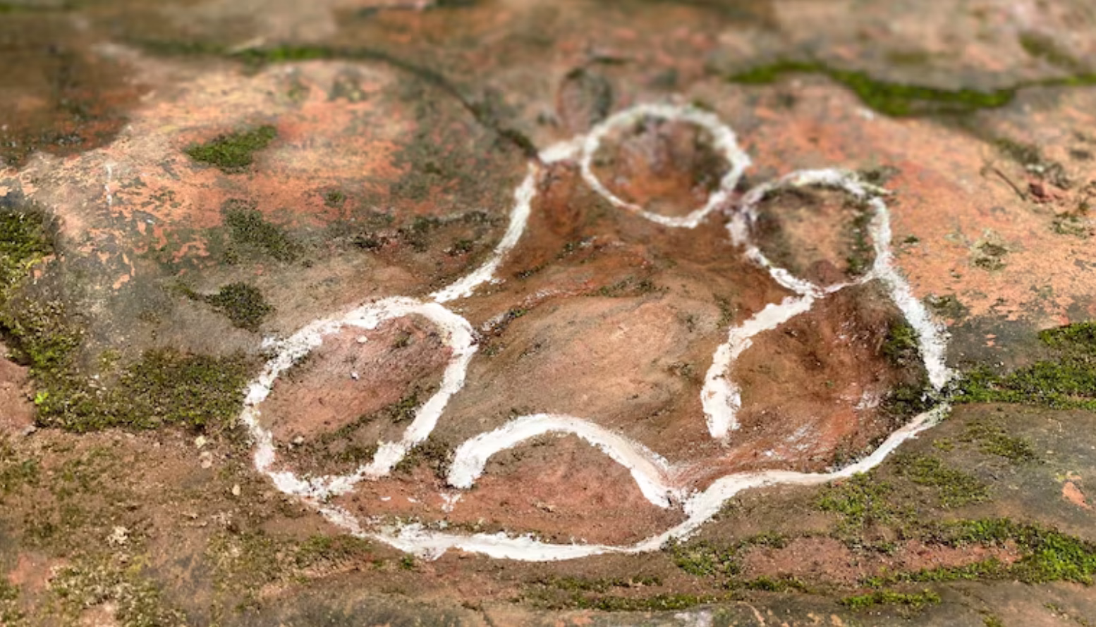 Ancient Dinosaur Footsteps