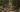 Big cat mortality in Maharashtra forests