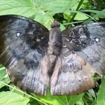 Spotless Baron butterfly