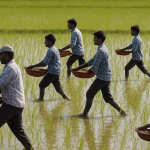 fertiliser subsidy