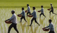 fertiliser subsidy