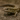 lizard