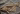old salmonid fossil