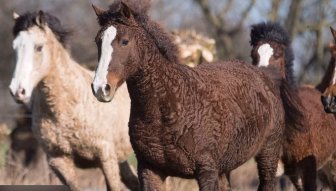 American Curly Horse