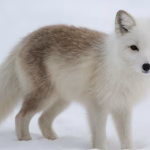 Arctic fox turning white in winter