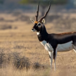 Blackbuck