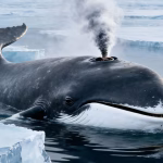 Bowhead-whale