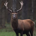 Himalayan musk deer in forest