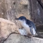 Little Penguin