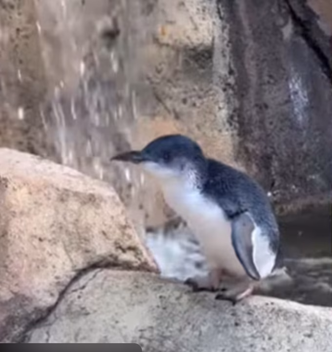 Little Penguin