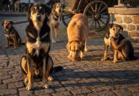 SC Takes Strict Stand Amid Alarming Rise in Dog Bites Across India