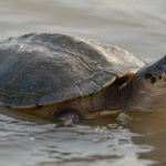 Yangtze giant softshell turtle