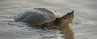 Yangtze giant softshell turtle