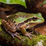 bush frog species