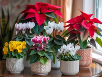 colorful winter plants