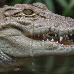 crocodile producing tears