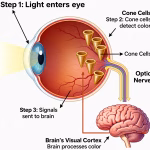 human eyes detect colors cone cells brain