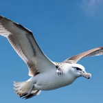 largest wingspan bird