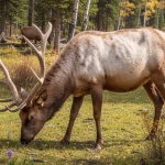 piebald elk