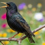 starling