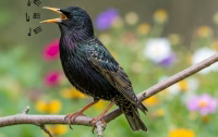 starling
