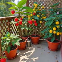 strawberry and lemon plants