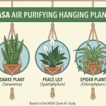 Air Cleaning Hanging Plants