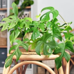 Friendly Houseplants