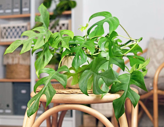 Friendly Houseplants