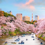 Japan Cherry Blossom 2026