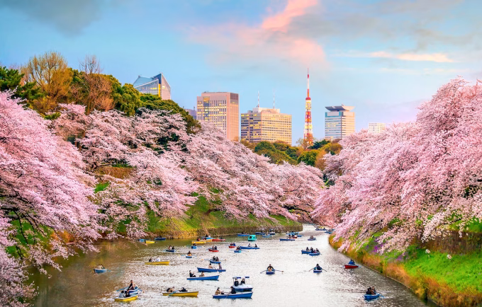 Japan Cherry Blossom 2026