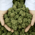 Canabis Banking reform