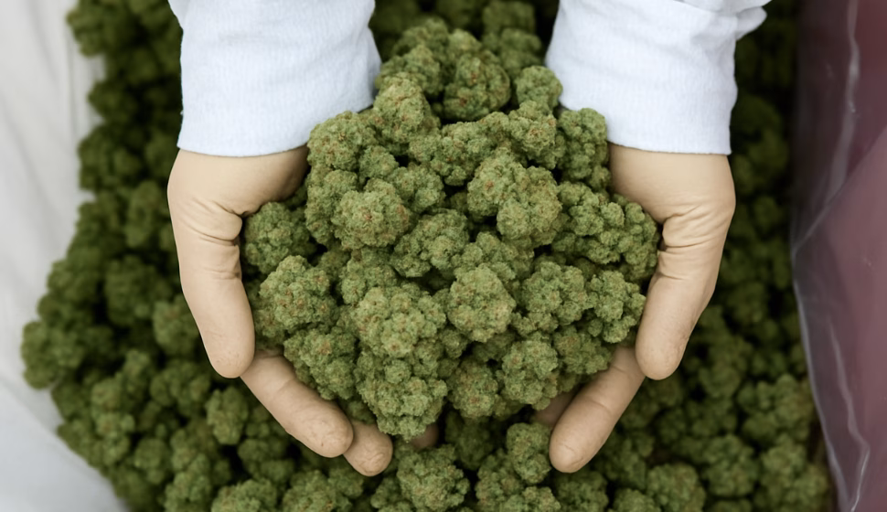 Canabis Banking reform