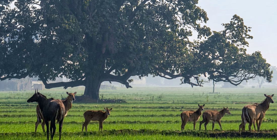 Nawada Nilgai Kill Order: Village Head Triggers Wildlife Act Cull for Crop Protection!
