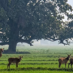 Nawada Nilgai Kill Order: Village Head Triggers Wildlife Act Cull for Crop Protection!