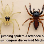 New jumping spiders