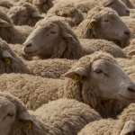 170 Sheep Dead in Lucknow: Post-Event Tragedy – Cruelty, Negligence or Waste Poisoning?