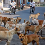 Telangana stray dogs killed, Hanumakonda dog cull