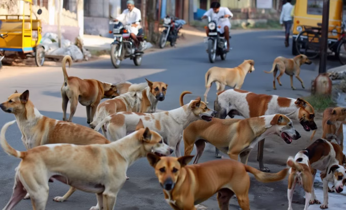 Telangana stray dogs killed, Hanumakonda dog cull