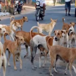 Telangana stray dogs killed, 500 dogs poisoned