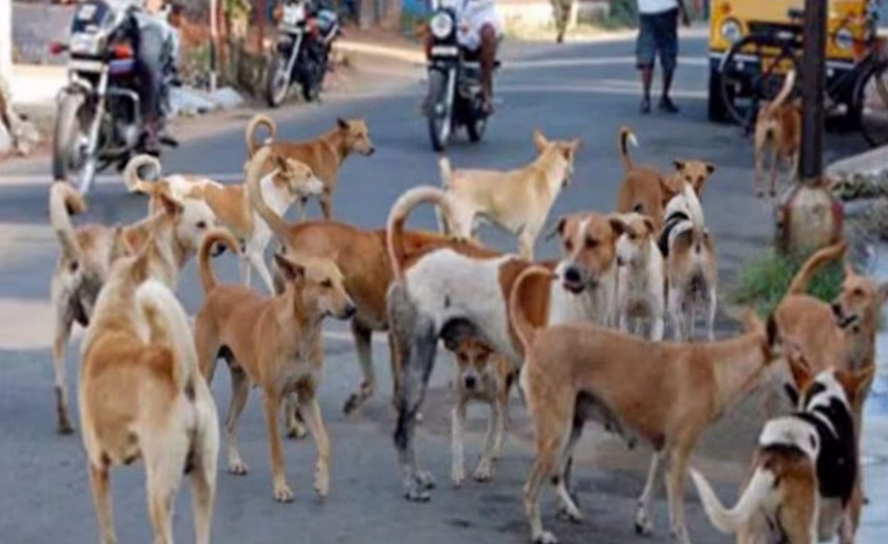 Supreme Court stray dogs case