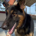 Army dog Tyson Kishtwar encounter