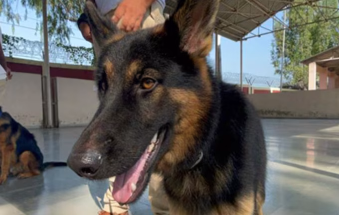 Army dog Tyson Kishtwar encounter