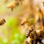 Kanchan Bai Meghwal Anganwadi cook, bee swarm attack Neemuch MP